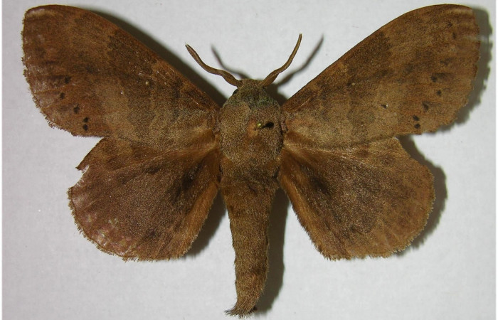 Fig.2. Macho de <i>Prorifrons tremula</i>. En posición dorsal, de 87mm de longitud. Voucher : 07-SRNP-33093-DHJ376180.jpg.