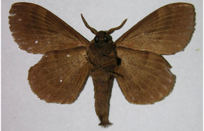 Fig.4. Macho de <i>Prorifrons tremula</i>. En posición ventral. Voucher : 07-SRNP-33093-DHJ376181.jpg.