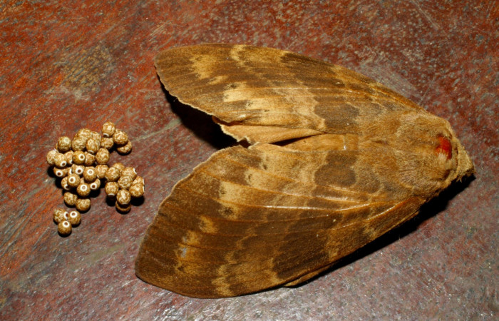 Fig 5. Hembra de <i>Prorifrons tremula</i>, con huevos recien puestos. Voucher : 07-SRNP-32636-DHJ426883.jpg.