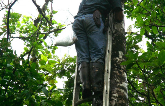 Fig 6. Mostrando formas de buscar larvas de <i>Prorifrons tremula</i>. Voucher :07-SRNP-32636-DHJ421693.jpg