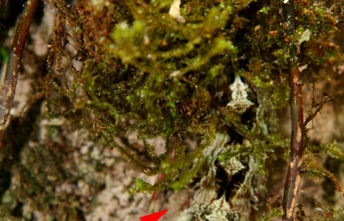 Fig 8. Mostrando medio cuerpo de <i>Prorifrons tremula</i> en musgos pegados en corteza de <i>Vochysia guatemalesis</i>. Voucher : 07-SRNP-32636- DHJ421731.jpg.