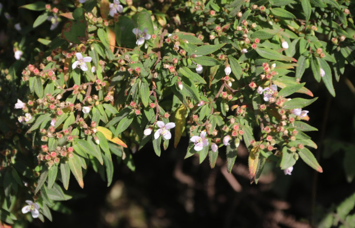 Fig.2  <i>Centradenia inaequilateralis</i>  planta hospedera de <i>Antiblemma penelope </i>. Foto:  Gloria Sihezar, Estación San Gerardo, Area de Conservación Guanacaste Abril 2020.