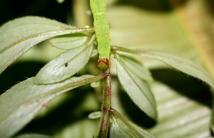 Fig .4  Larva <i>Antiblemma penelope</i>  en último estadio mostrando patrón de colores en la parte frontal. Voucher: 06-SRNP-1034-DHJ415633-1.jpg
