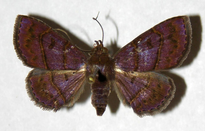 Fig.8 Adulto <i>Antiblemma herilis</i>  dorsal. Hembra,  mostrando comparación entre la especie <i>Antiblemma penelope</i>.  Voucher: 04-SRNP-55284-DHJ322114.jpg