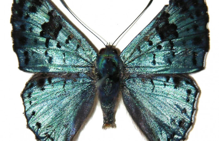 Fig.2. Macho de <i>Lasaia agesilas</i>. Vista dorsal. Voucher : 05-SRNP-22657-DHJ307912.jpg.