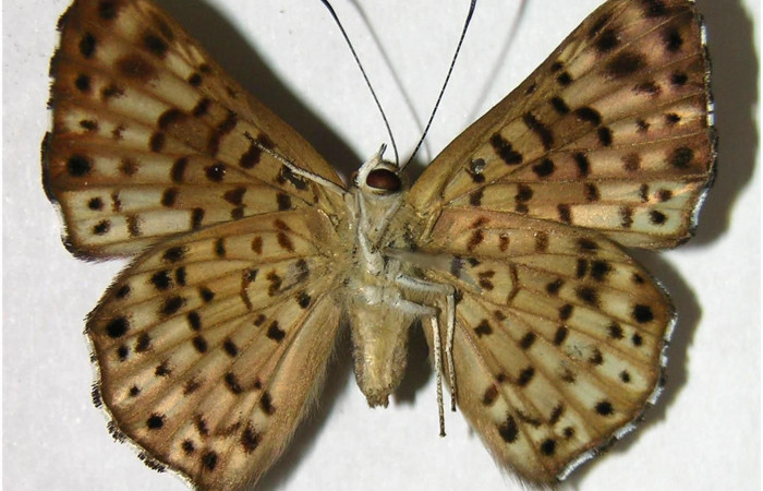 Fig.3. Hembra de <i>Lasaia agesilas</i>. Vista ventral. Voucher : 07-SRNP-33256-DHJ377911.jpg.