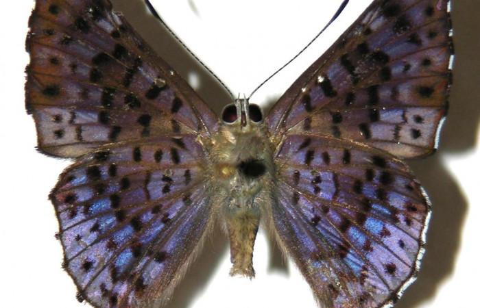 Fig.4. Macho de <i>Lasaia agesilas</i>. Vista ventral. Voucher : 05-SRNP-22657-DHJ307913.jpg.