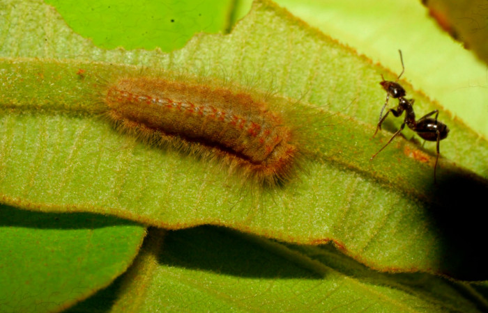Fig.5 .Larva de <i>Lasaia agesilas</i>. Voucher : 08-SRNP-20340-DHJ436225.jpg.
