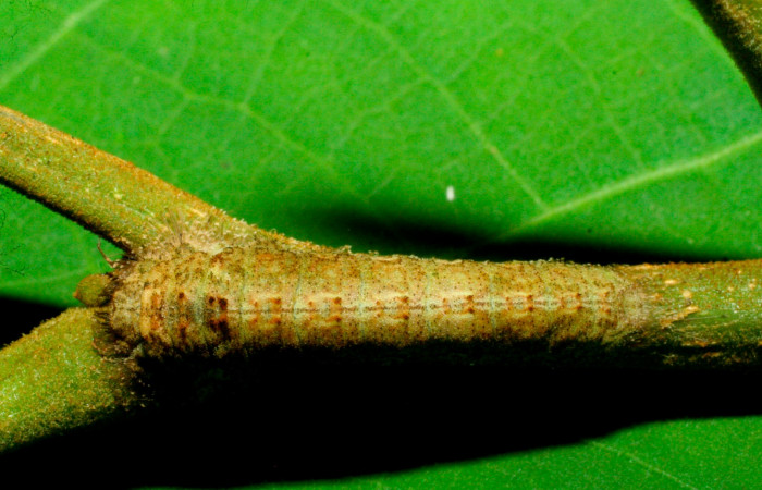 Fig.7. Larva de <i>Lasaia agesilas</i>. Voucher : 07-SRNP-33882-DHJ436127.jpg.