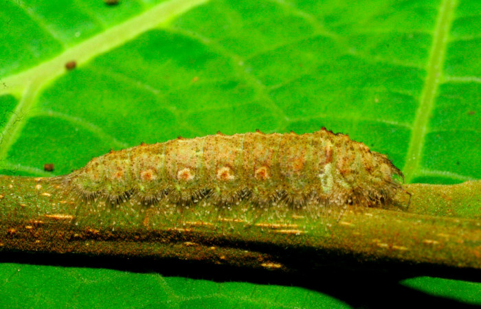 Fig.8. Larva de <i>Lasaia agesilas</i>. Voucher : 07-SRNP-33882-DHJ436131.jpg.