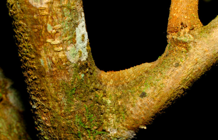 Fig.9. Larva de <i>Lasaia agesilas</i>. Voucher : 07-SRNP-33882-DHJ436120.jpg.