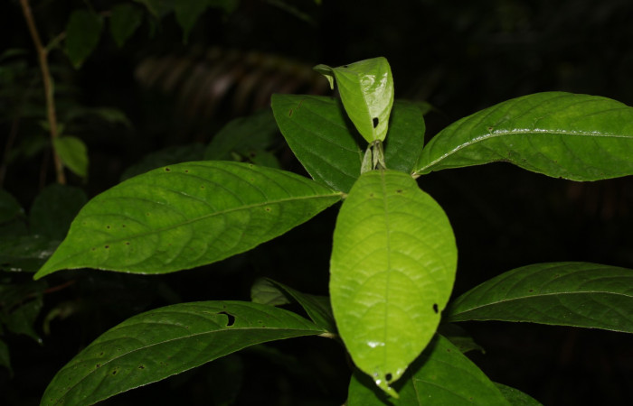 Follaje y planta <i>Siparuna thecophora</i>