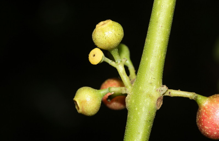 Flores y frutos inmaduros de  <i>Siparuna thecophora</i>