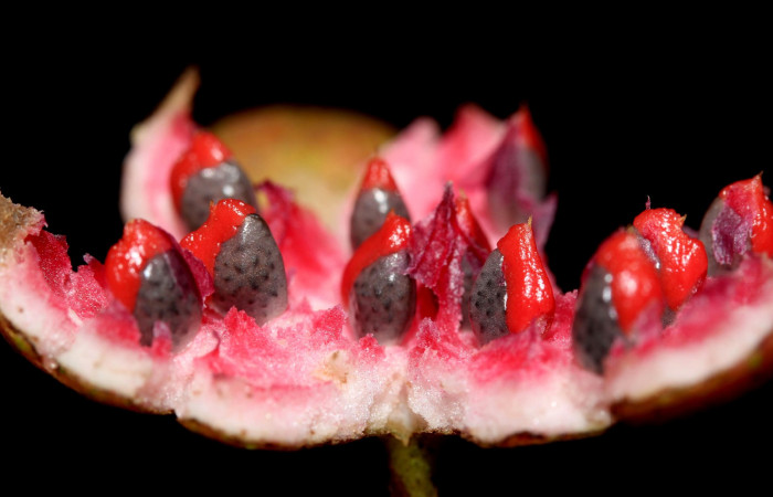 Mostrando semillas de <i>Siparuna thecophora</i>