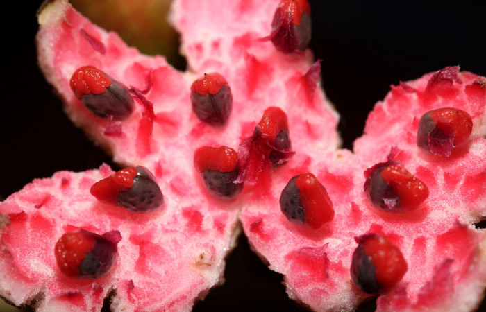 Color arilo de <i>Siparuna thecophora</i>