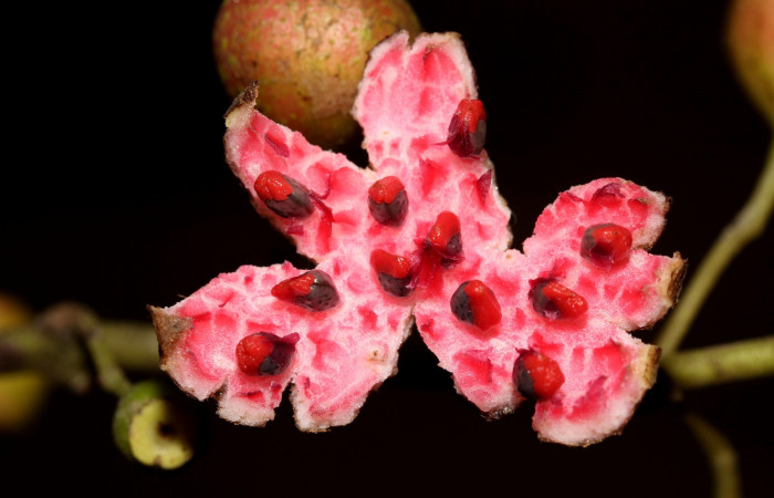 Fruto estrullado de  <i>Siparuna thecophora</i>