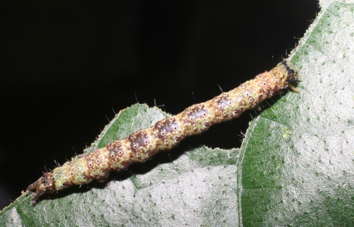 Larva en posición dorsal de <i>Anomis directilinea</i> (Erebidae), U estadio. Sector San Cristóbal, Sendero Perdido. Voucher 18-SRNP-1943-DHJ705532.jpg.