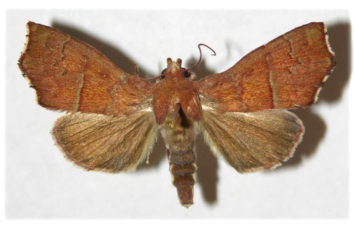 Adulto de <i>Anomis directilinea</i> (Erebidae) en posición dorsal. Sector San Cristóbal, Estación  San Cristóbal. Voucher 02-SRNP-1908-DHJ312476.