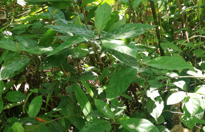 Hojas de <i>Pavonia schiedeana</i> (Malvaceae), planta hospedera de <i>Anomis directilinea</i> (Erebidae). Sector San Cristóbal, Estación Biológica San Gerardo. Foto, Elda Araya. 1 Abril 2020 