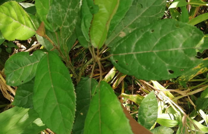 Haz de hojas <i>Pavonia schiedeana</i> (Malvaceae), planta hospedera de <i>Anomis directilinea</i> (Erebidae). Sector San Cristóbal, Estación Biológica San Gerardo. Foto, Elda Araya. 1 Abril 2020