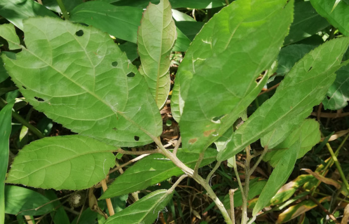 Envés de hojas <i>Pavonia schiedeana</i> (Malvaceae), Planta hospedera de <i>Anomis directilinea</i> (Erebidae). Sector San Cristóbal, Estación Biológica San Gerardo. Foto, Elda Araya. 1 Abril 2020