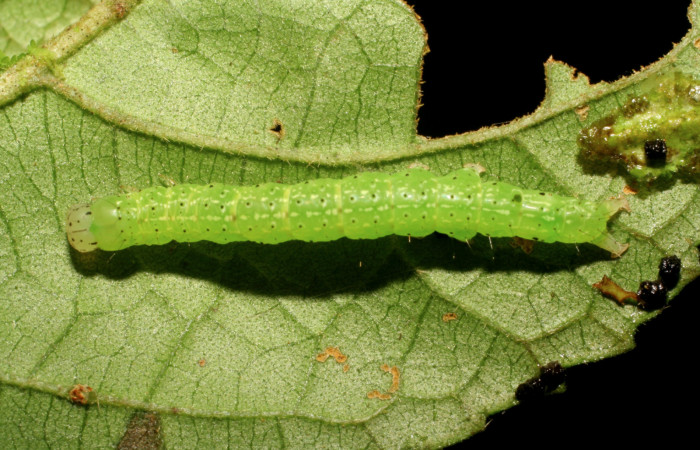 Larva en posición dorsal de <i>Anomis directilinea</i> (Erebidae), PU estadio. Sector Pitilla, Sendero Carica. Voucher 07-SRNP-30441-DHJ418568.jpg.