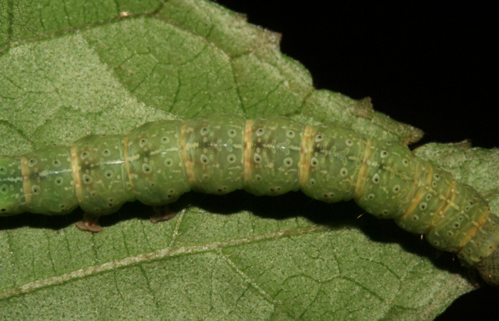 Larva en posición dorsal de <i>Anomis directilinea</i> (Erebidae), U estadio. Sector San Cristóbal, Estación San Criatóbal. Voucher 09-SRNP-787-DHJ450382.jpg.