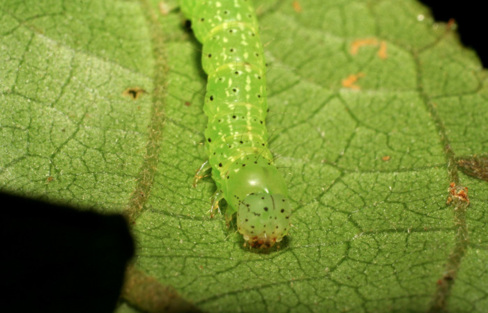 Cabeza en posición frontal de <i>Anomis directilinea</i> (Erebidae), PU estadio. Sector Pitilla, Sendero Carica. Voucher 07-SRNP-30441-DHJ418573.jpg.