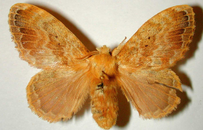 Fig 1. Hembra de <i>Euglyphis asapha</i> posición dorsal. Voucher: 00-SRNP-12053-DHJ33208.jpg.