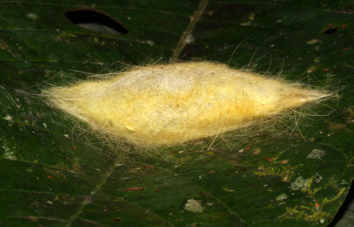 Fig.10. Capullo de <i>Euglyphis asapha</i>. Voucher : 13-SRNP-30680-DHJ700857.jpg.