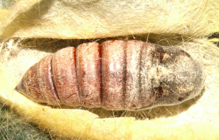 Fig.11. Pupa de <i>Euglyphis asapha</i>. Voucher : 13-SRNP-30680-DHJ700850.jpg.