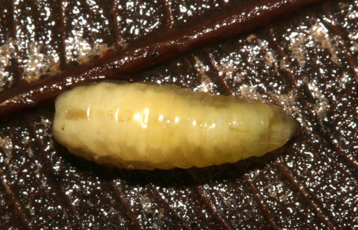 Fig.14. Larva parásito de la familia (Tachinidae), en <i>Euglyphis asapha</i>. Voucher : 17-SRNP-32270-DHJ740589.jpg.