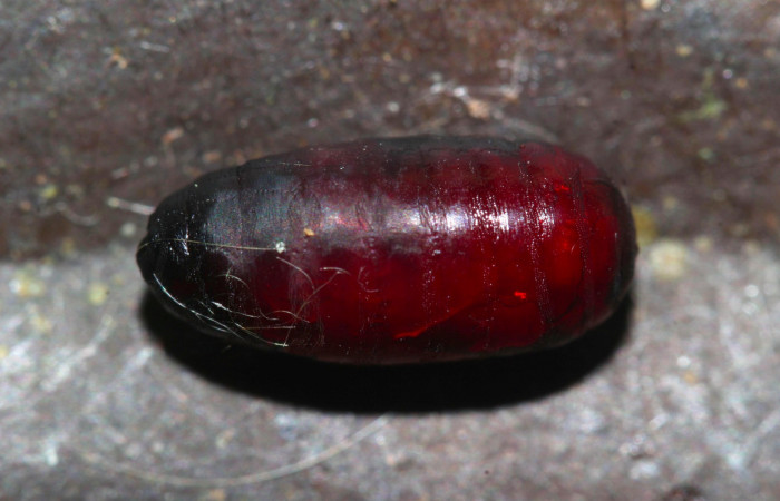 Fig.17. Pupario parásito de la familia (Tachinidae), en <i>Euglyphis asapha</i>. Voucher : 17-SRNP-32270-DHJ740591.jpg.