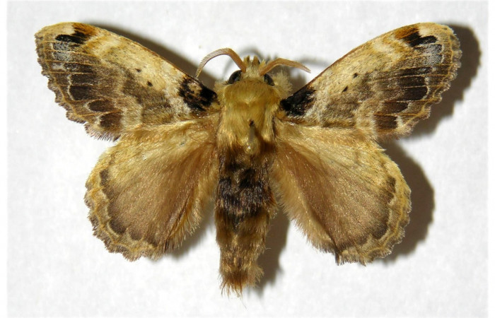 Fig 2. Macho de <i>Euglyphis asapha</i> de posición dorsal. Voucher : 01-SRNP-3044-DHJ319442.jpg.