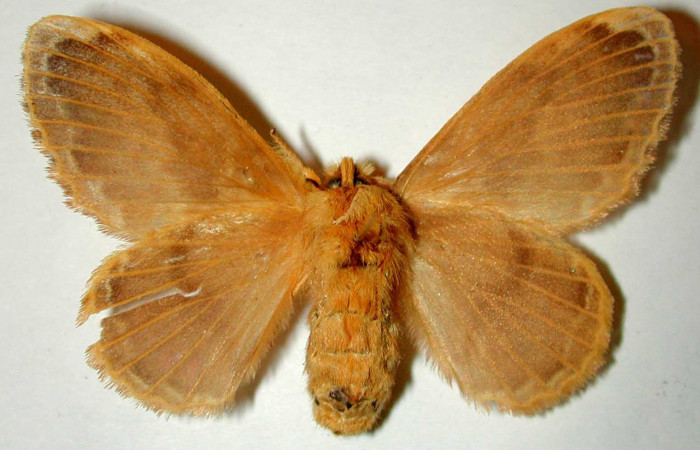 Fig 3. Hembra de <i>Euglyphis asapha</i> de posición ventral. Voucher : 00-SRNP-12053-DHJ33209.jpg.