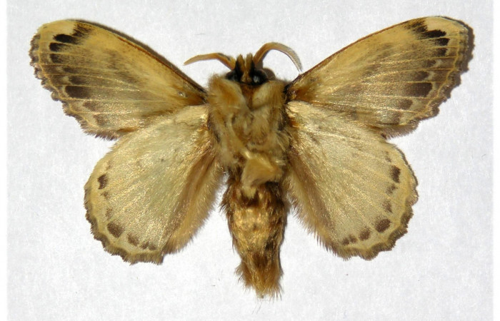 Fig 4. Macho de <i>Euglyphis asapha</i> de posición ventral. Voucher : 01-SRNP-3044-DHJ319443.jpg.