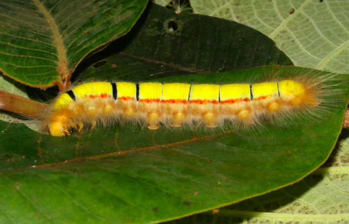Fig.7. Larva de <i>Euglyphis asapha</i> en último estadio.Vista lateral. Voucher : 13-SRNP-30680-DHJ700847.jpg.