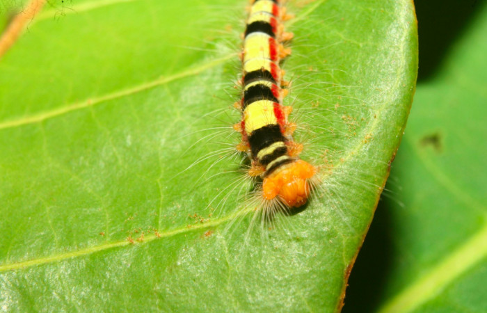 Fig.8. Larva de <i>Euglyphis asapha</i> en tercer estadio; vista frontal. Voucher : 13-SRNP-71659-DHJ703306.jpg.