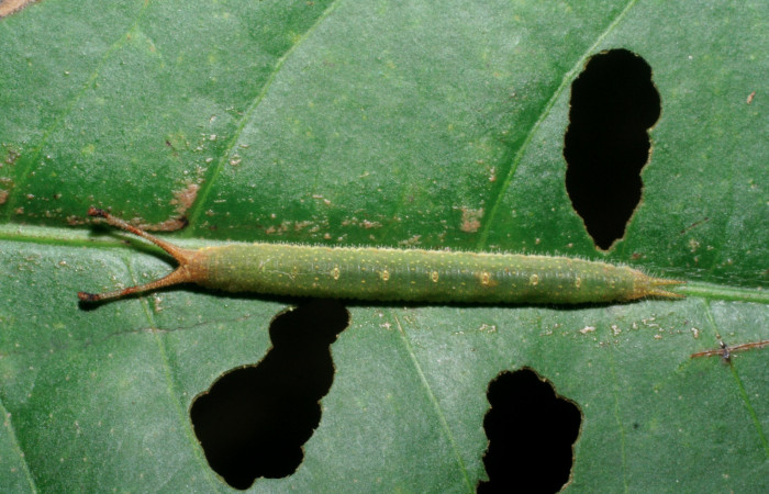 Figura 16. Larva <i>Macrosoma cascaria</i> (Hedylidae), último estadío (U) vista dorsal, localidad Sendero Vivero, Sector San Cristóbal  ACG (730m). Voucher: 08-SRNP-2526-DHJ437188.jpg.