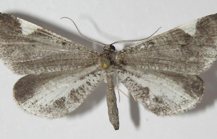 Figura 8. Adulto de <i>Macrosoma heliconiaria</i> (Hedylidae), macho vista dorsal, localidad Medrano Estación Quica, Sector Pitilla ACG (3800m). Voucher: 13-SRNP-70411-DHJ570198.jpg.