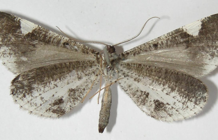 Figura 9. Adulto de <i>Macrosoma heliconiaria</i> (Hedylidae), macho vista ventral, localidad Medrano Estación Quica, Sector Pitilla ACG (380m). Voucher: 13-SRNP-70411-DHJ570199.jpg.