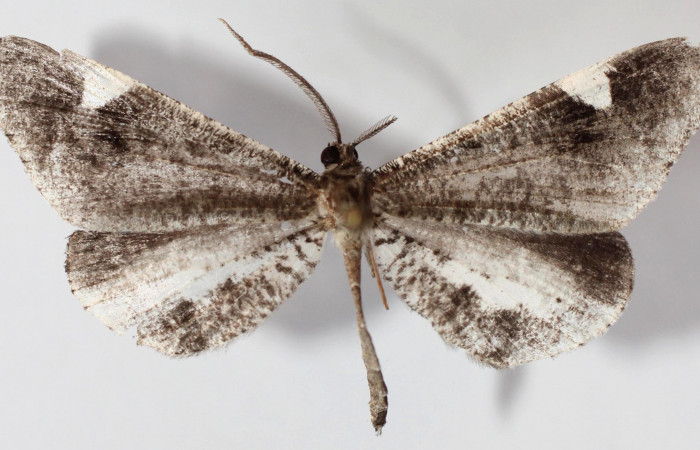 Figura 10. Adulto de <i>Macrosoma heliconiaria</i> (Hedylidae), hembra vista dorsal, localidad Medrano Estación Quica, Sector Pitilla ACG (380m). Voucher: 13-SRNP-71596-DHJ590250.jpg.