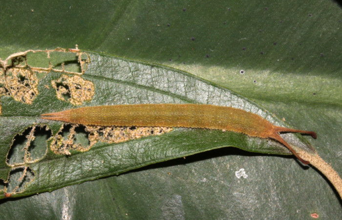 Figura 15. Larva <i>Macrosoma conifera</i> (Hedylidae), último estadío (U) vista dorsal, localidad Sendero Carica, Sector Pitilla  ACG (660m). Voucher: 14-SRNP-30681-DHJ720795.jpg.