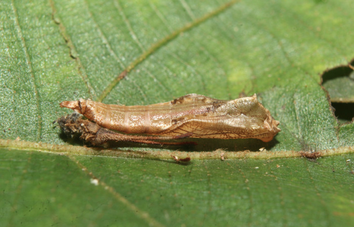 Figura 6. Pupa de <i>Macrosoma heliconiaria</i> (Hedylidae), vista lateral, localidad Pasmompa, Sector Pitilla ACG (440m). Voucher: 20-SRNP-70250-DHJ752660.jpg.