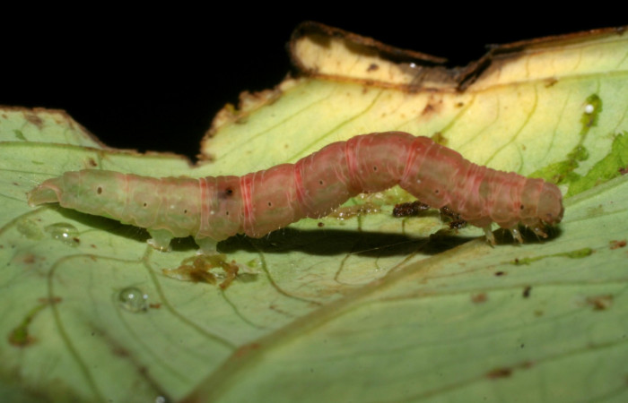 Figura 10.Prepupa posición dorsal <i>Antapistis</i> Poole02 (Erebidae), Sector Pitilla, Finca Santa Julia, (elevación 371 metros). Colectada 26 enero 2009 por Calixto Moraga.(09-SRNP-30368-DHJ451085.JPG).