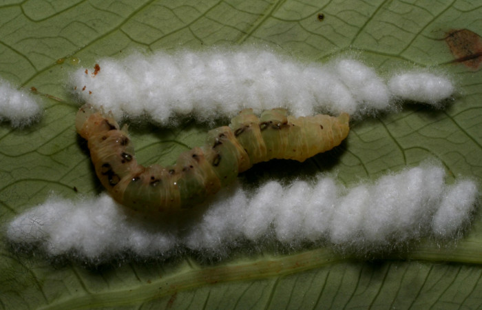 Figura 11. Capullos de parásito <i>Diolcogaster</i> Choi08 (Braconidae), en la larva Antapistis Poole02 (Erebidae), en el centro cadáver de la larva. Sector Pitilla, Finca Santa Julia, (elevación 371 metros). 17 febrero 2009.(09-SRNP-30529-DHJ458163.JPG).