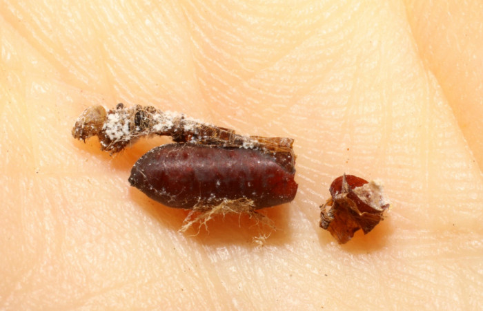 Figura 13. Pupario de parásito <i>Copecrypta</i> Wood04 (Tachinidae), de la larva <i>Antapistis</i> Poole02 (Erebidae). Sector Pitilla, Pasmompa, (elevación 440 metros). 26 enero 2009. (09-SRNP-30166-DHJ469645.JPG).