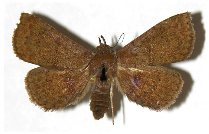 Figura 14. Adulto de <i>Antapistis</i> Poole02 (Erebidae), posición dorsal. (01-SRNP-3459-DHJ317586.jpg).