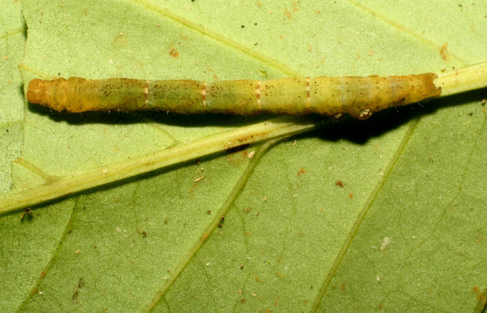 Figura 16. Larva en último estadio, dorsal entero <i>Antapistis</i> Poole09 (Erebidae), Sector Pitilla, Sendero Cuestona (elevación 640 metros).Colectada 26 enero 2009 por Petrona Ríos.(10-SRNP-30114-DHJ467305.JPG).