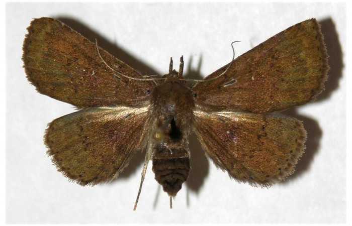 Figura 18. Adulto de <i>Antapistis</i> Poole02 (Erebidae), posición dorsal.(05-SRNP-41728-DHJ320590.jpg).